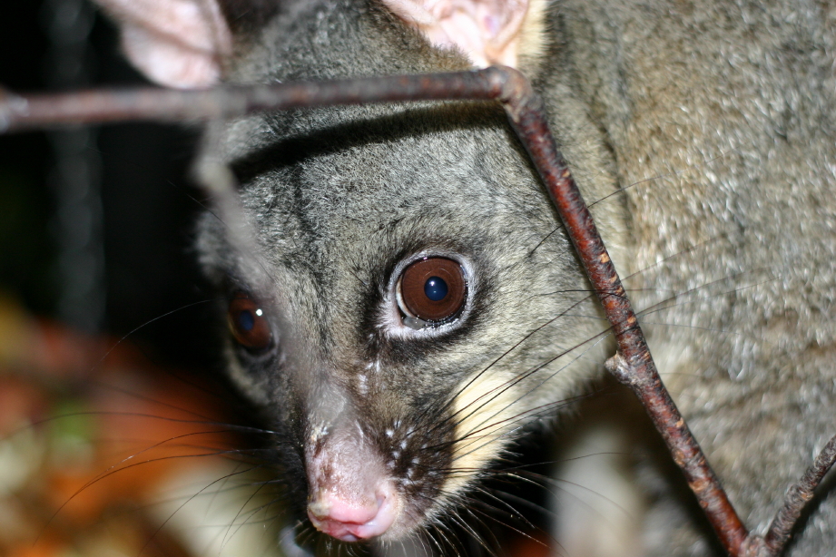 Australian Possum 2