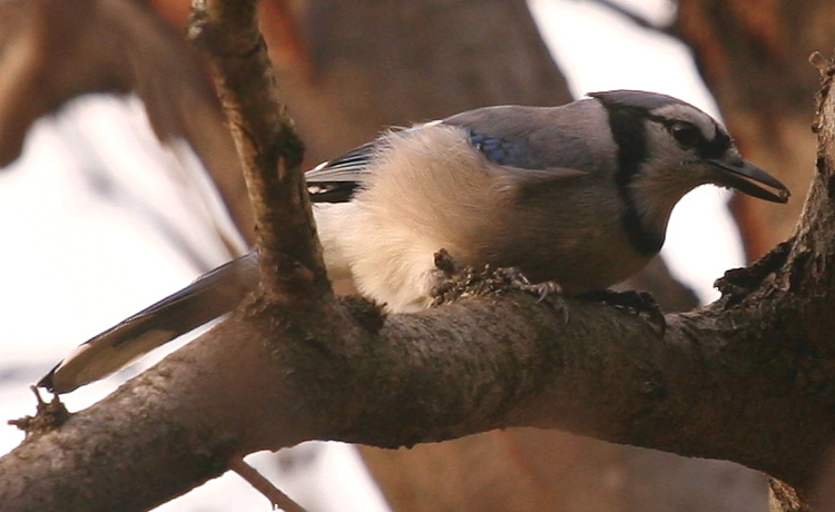 Blue Jay (Cyanocitta cristata)
