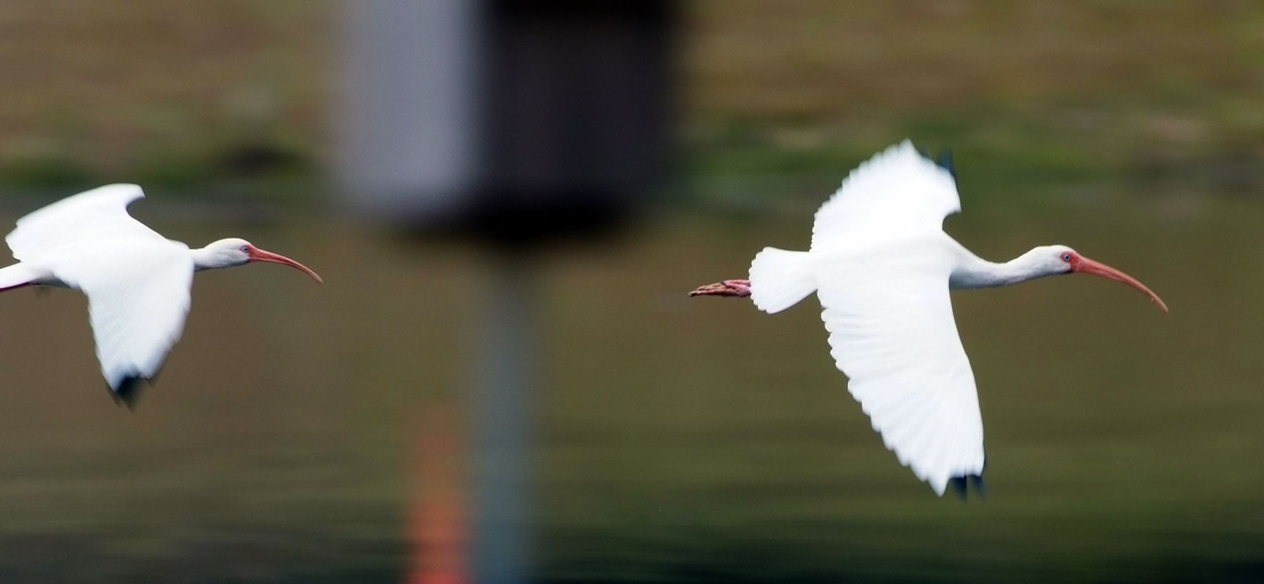 Flying-Ibis.jpg