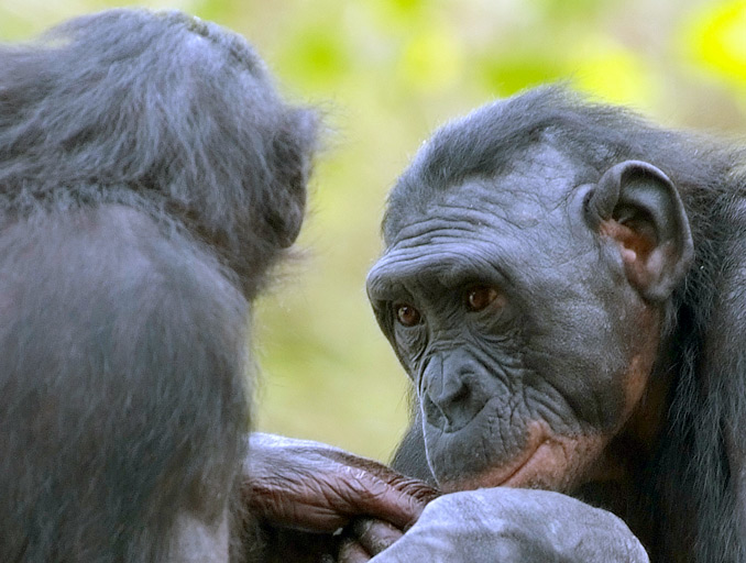 Bonobo sister trying to sweet talk her younger sibling.jpg