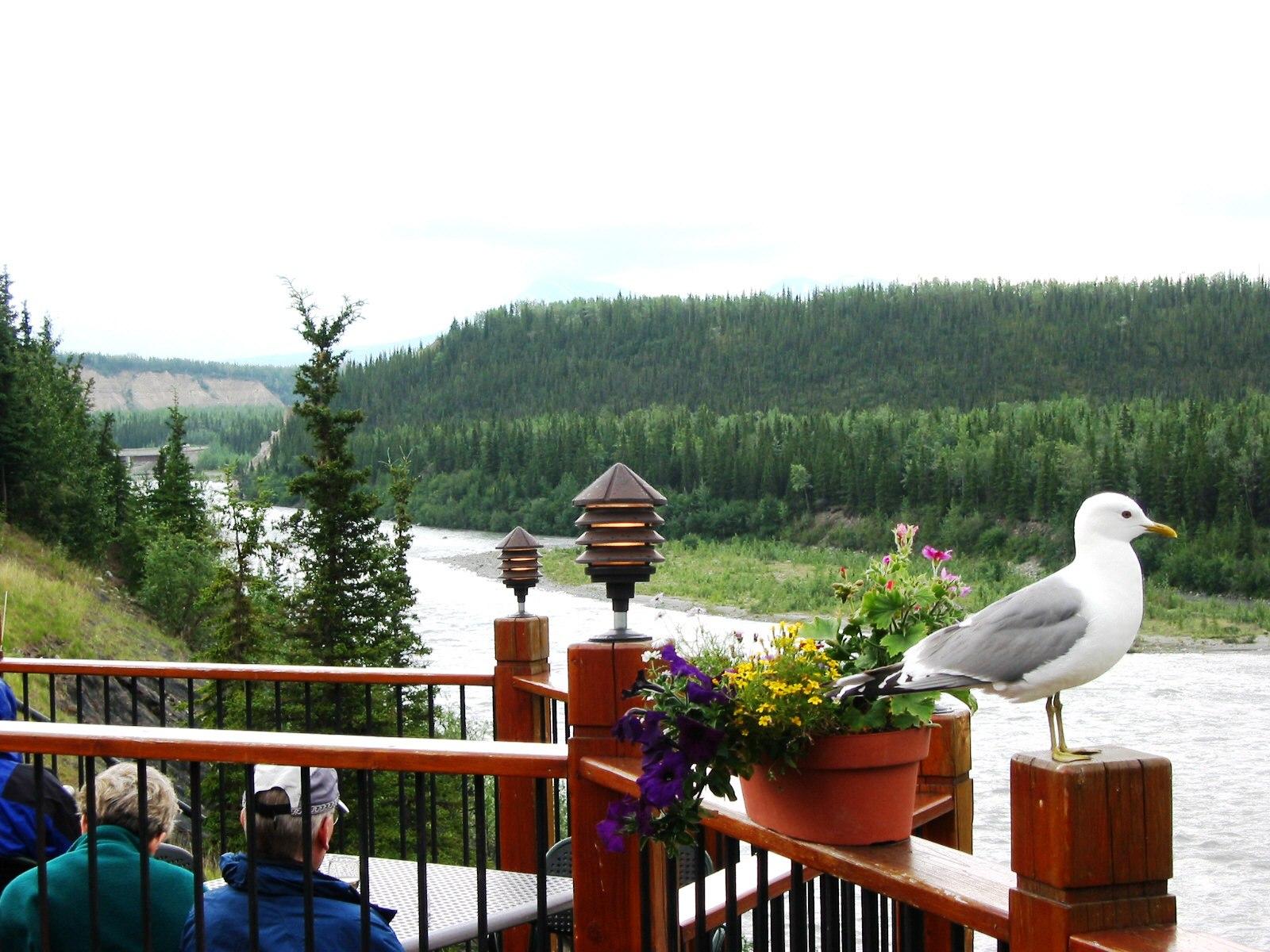 View From Restaurant at Denali Wilderness Lodge