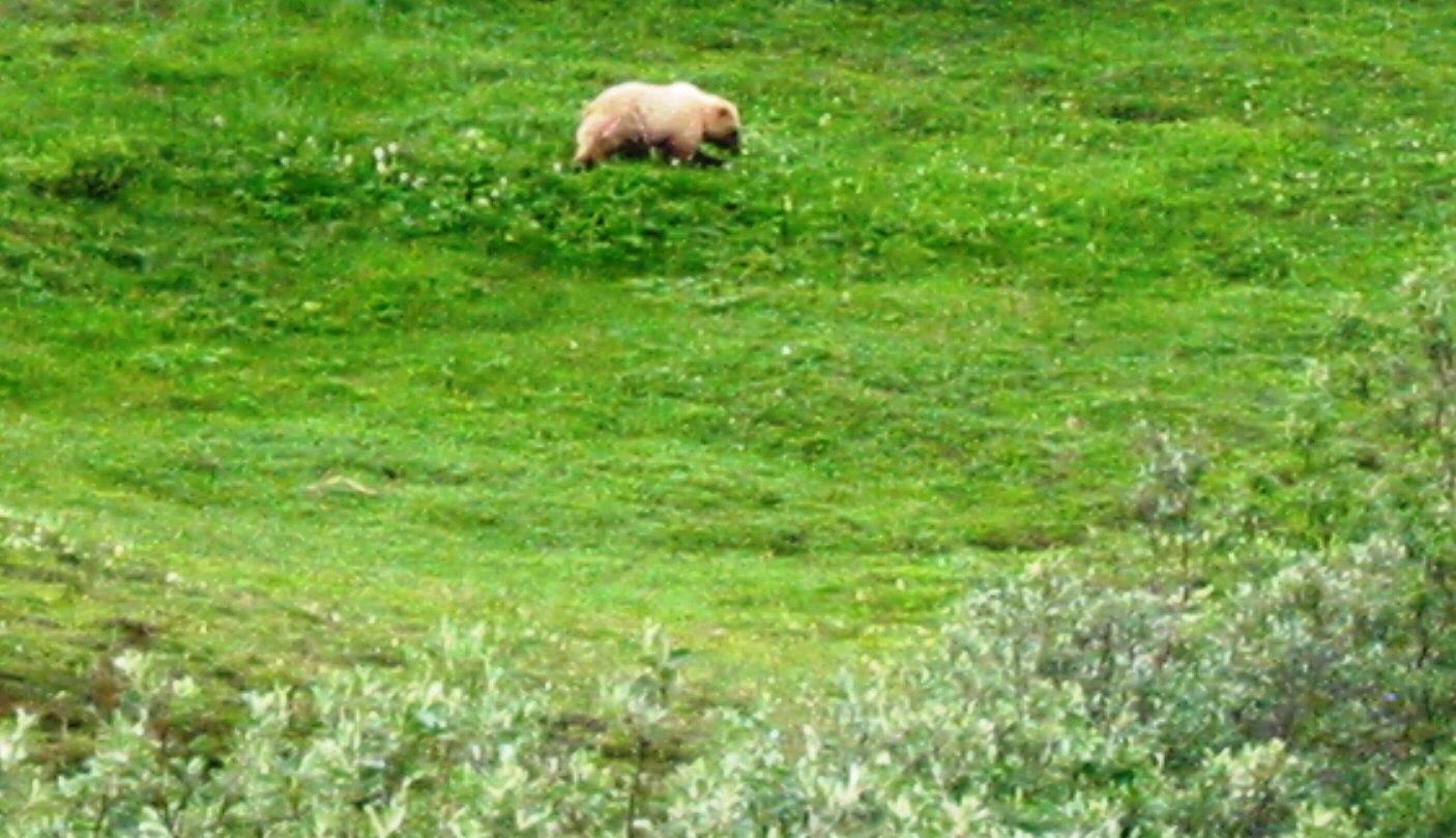 Grizzly Near Road