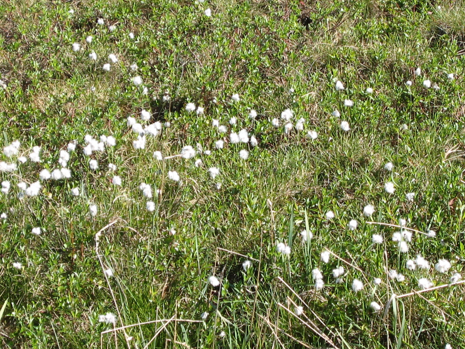 Arctic Cotton by Road