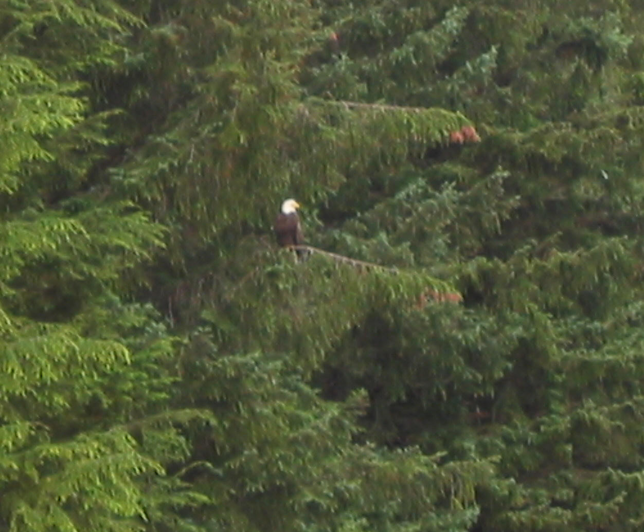 Bald Eagle at Helicopter Airfield