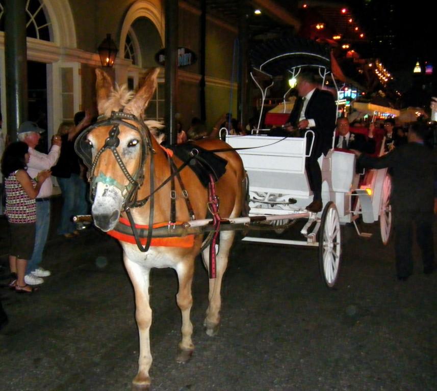 Wedding Party on Bourbon St.