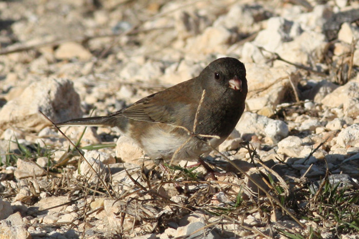 Dark-eyed Junco, Peveto Woods, 11/20/08