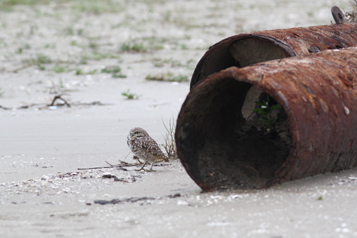 Burrowing Owl, Holly Beach