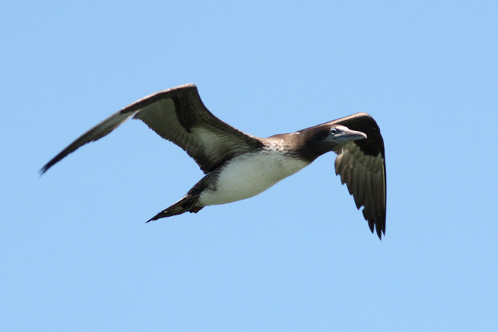 Northern Gannet