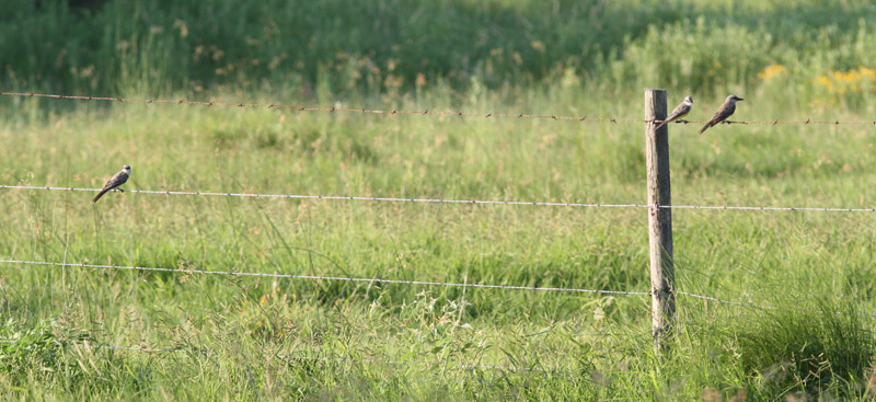 Three Tropical Kingbirds