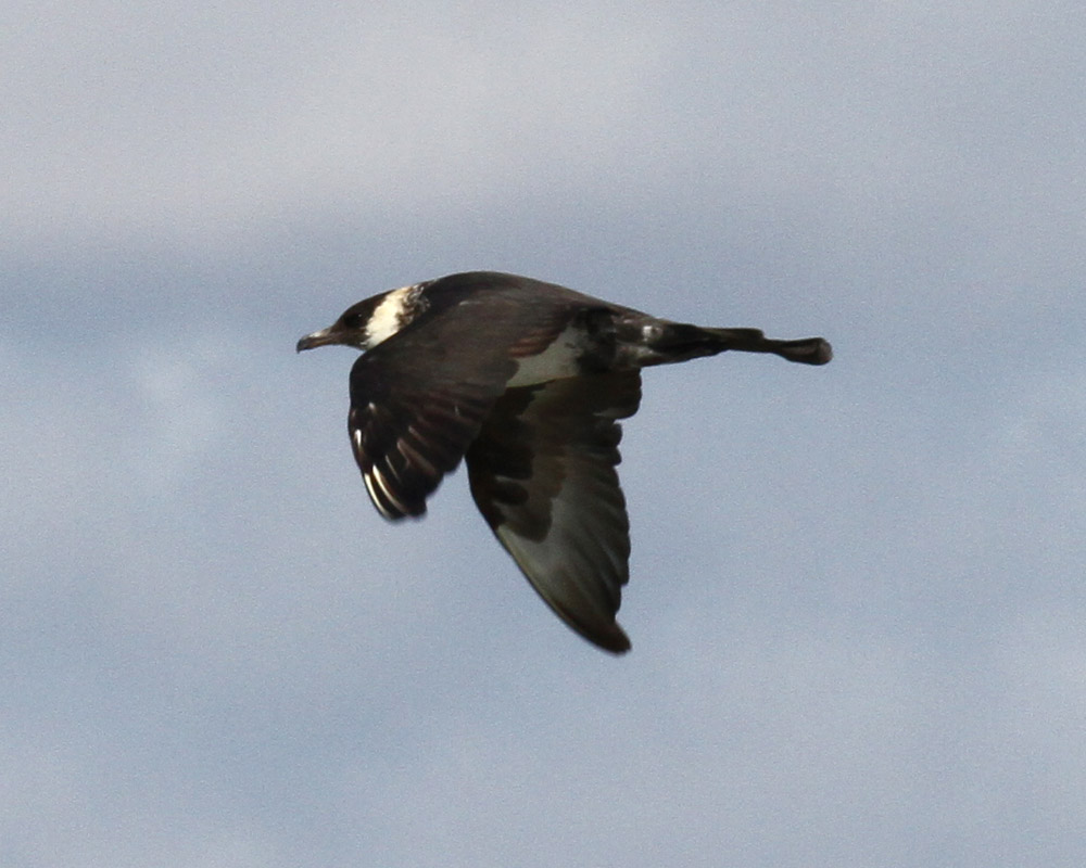 Pomarine Jaeger, 2/19/12, WBA Hackberry Beach Quad