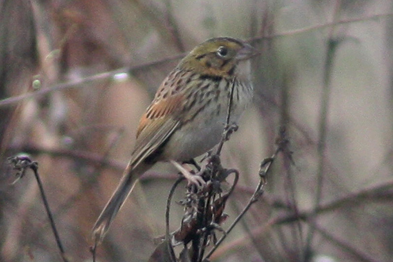 Henslows Sparrow #1, Laf CBC, 12/30/11