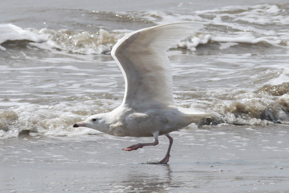 Glaucous Gull, Holy Beach, 3/17/12
