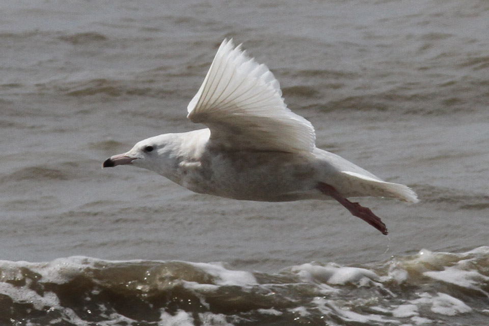 Glaucous Gull, Holy Beach, 3/17/12