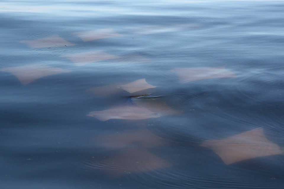 Sting Rays, we saw schools for several miles