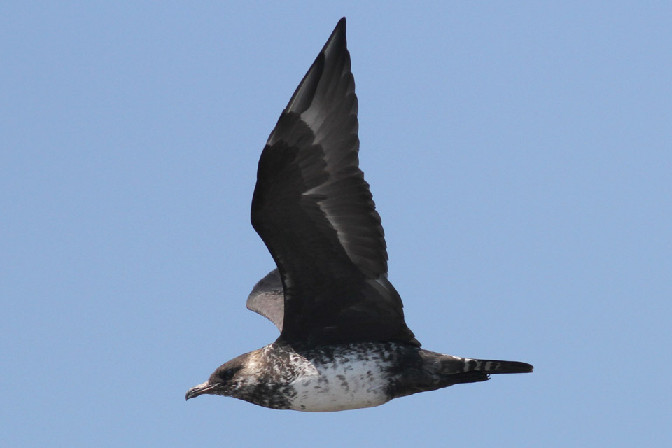 Pomarine Jaeger