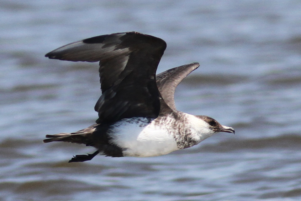 Pomarine Jaeger