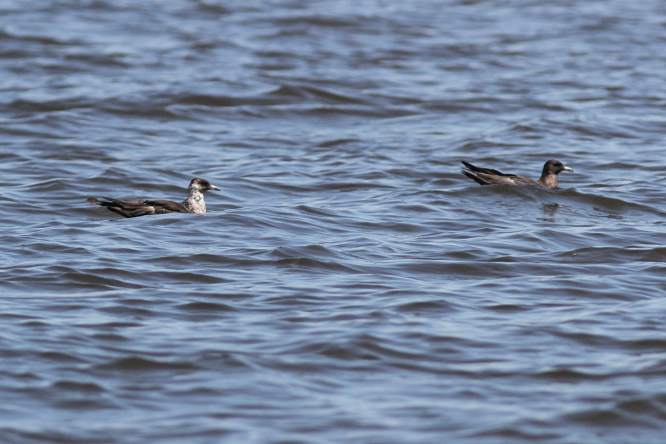 Two Pomarine Jaegers on the water