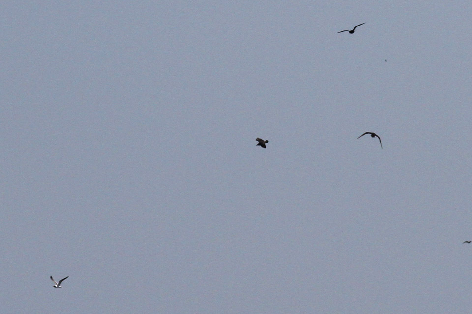 Three Pomarine Jaegers after a Laughing Gull