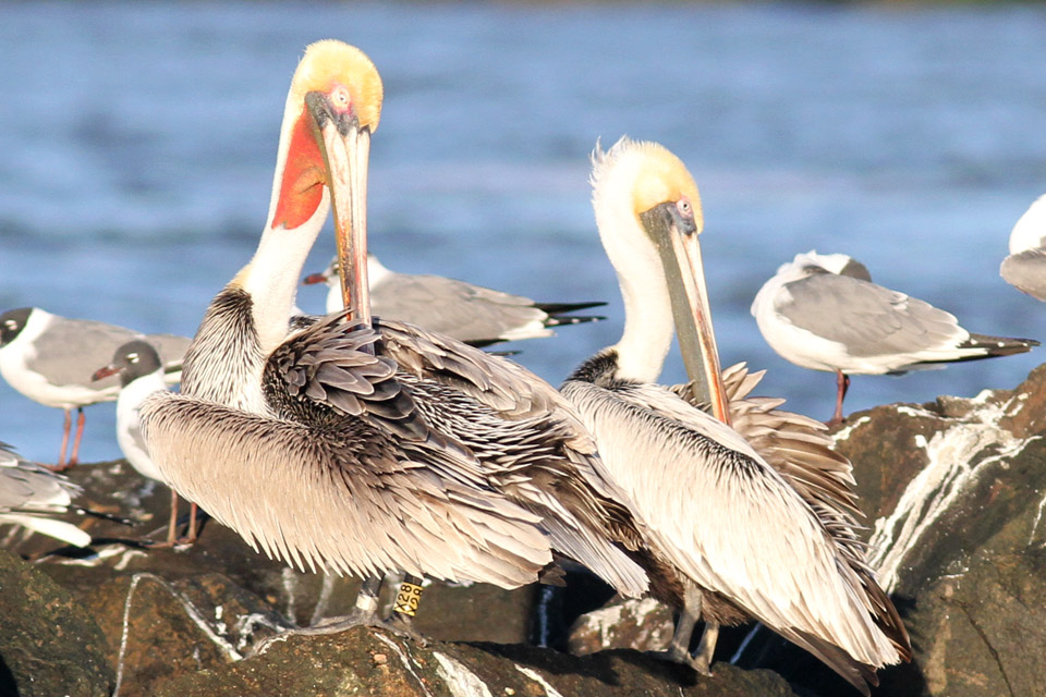 Brown Pelican,  Calcasieu River Pass Jetties, 2/17/2013