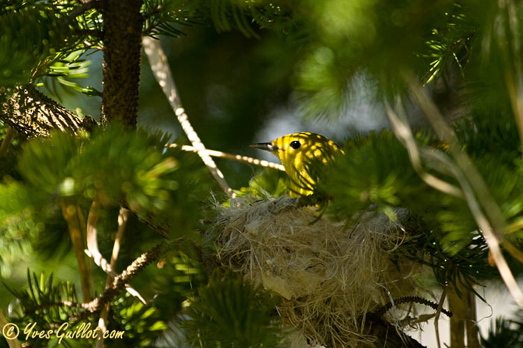 Paruline jaune au nid 05-09 #0859.jpg