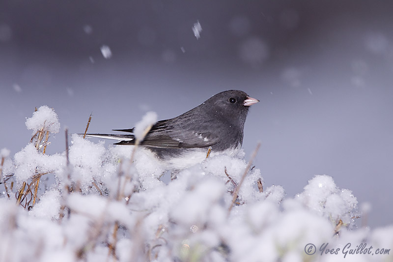 Junco ardois #7498.jpg