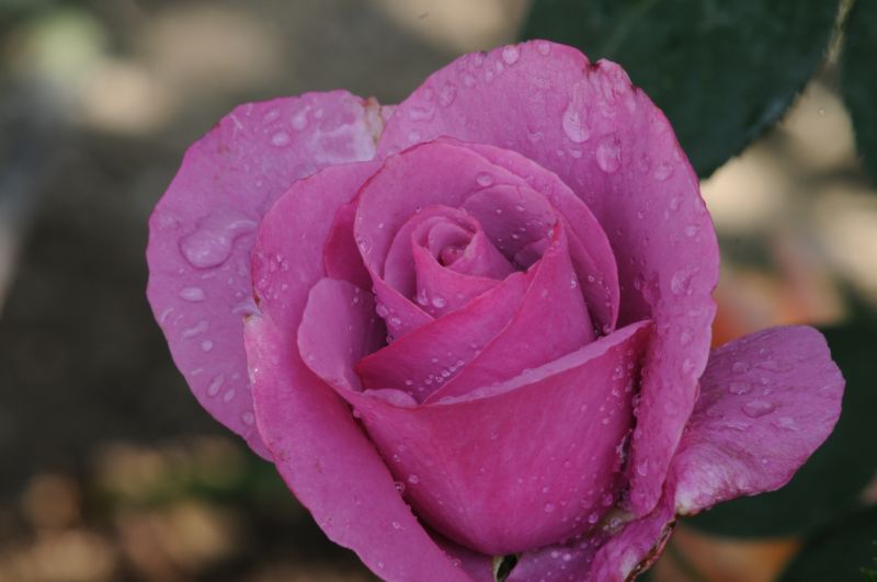 Nice Lavender rose