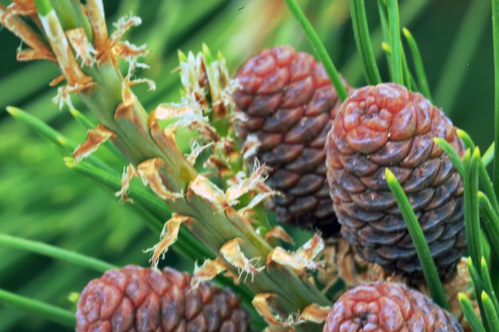 3060 little pine cones