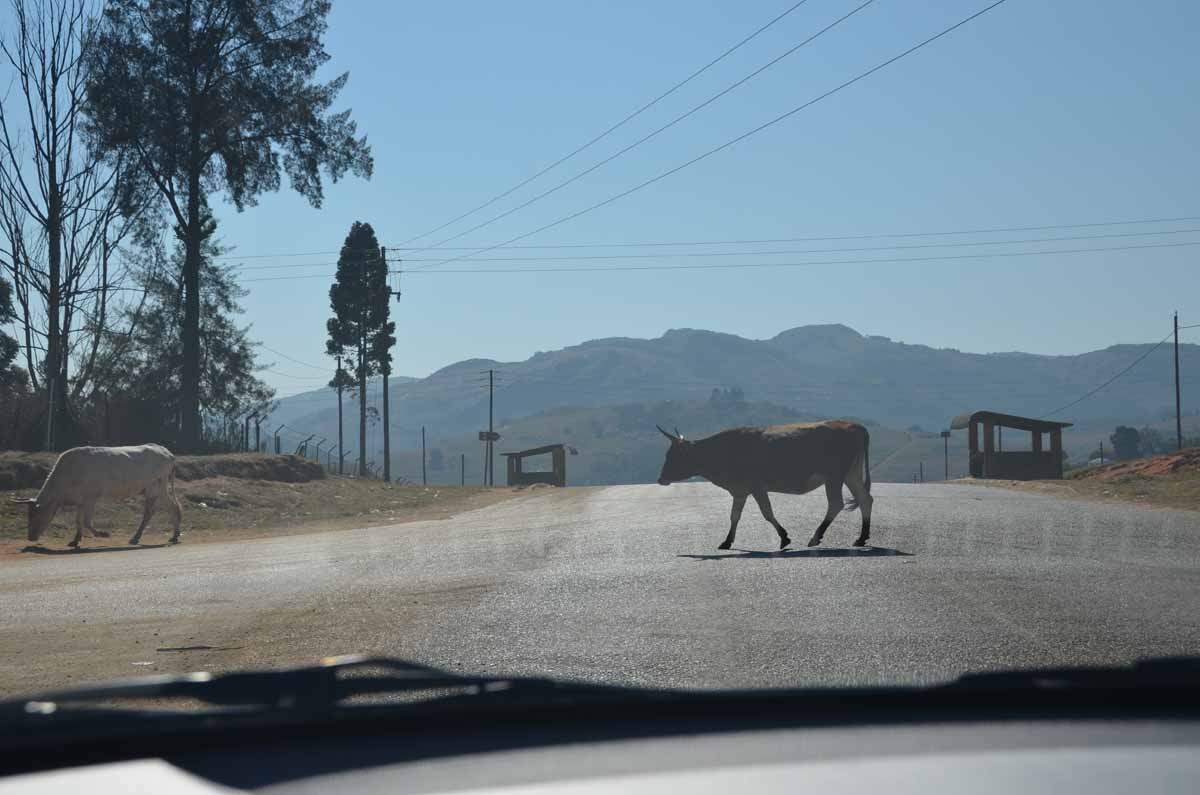 20120510103910Swasiland_Hazyview00018.jpg