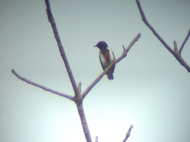 060307 nn Scarlet-collared flowerpecker Sablayan prison  penal colony farm.JPG