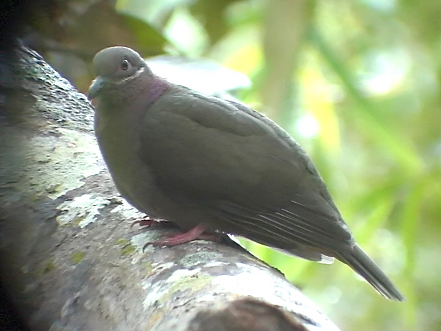 060311 f Amethyst brown-dove Camp2 Hamut.JPG