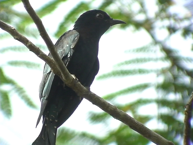 060316 iii Asian drongo-cuckoo Sabang.JPG