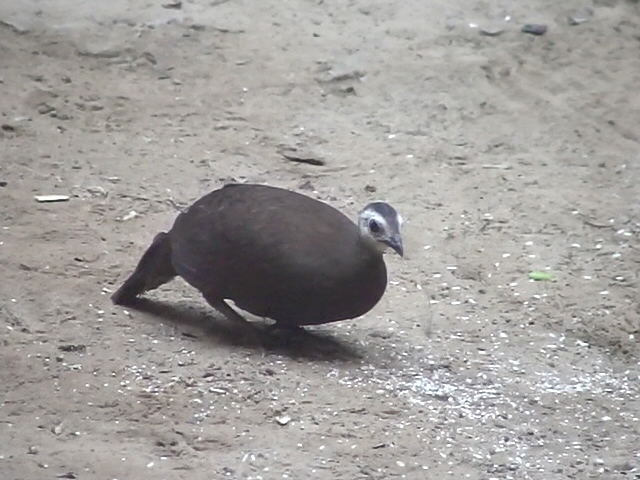 060317 cc Palawan peacock-pheasent St Pauls National park.JPG