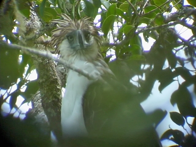 060327 o Great Phlilippine eagle Mt Kitanglad.JPG