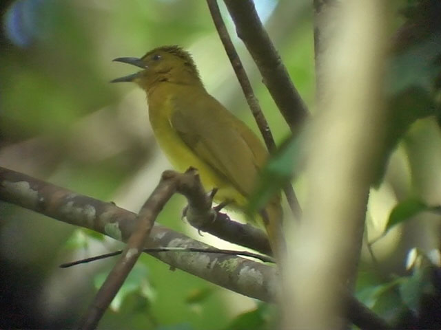 060329 kk Yellowish bulbul Picop.JPG