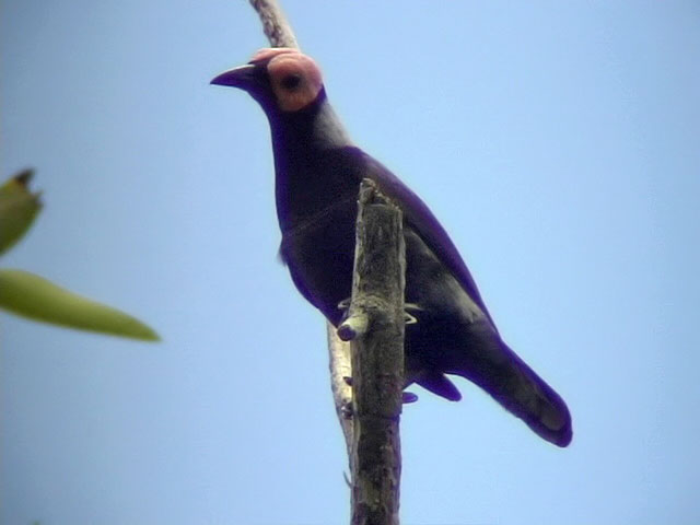 060329 llll Coleto Picop.JPG