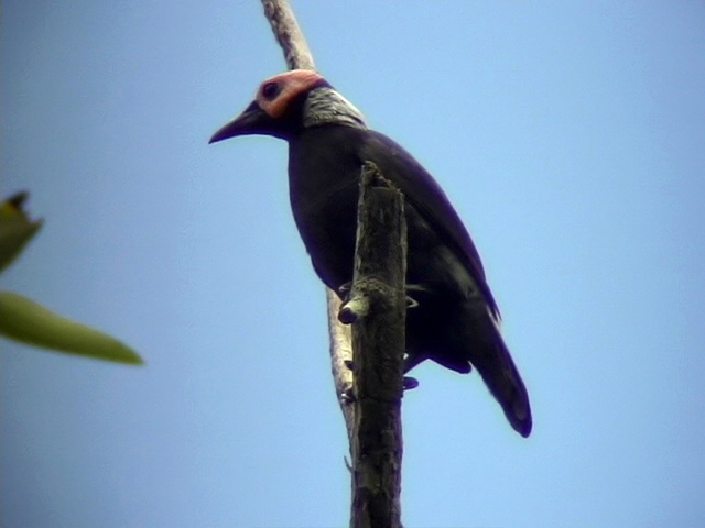 060329 mmmm Coleto Picop.JPG