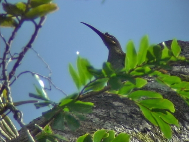 060329 o Naked-faced spiderhunter Picop.JPG