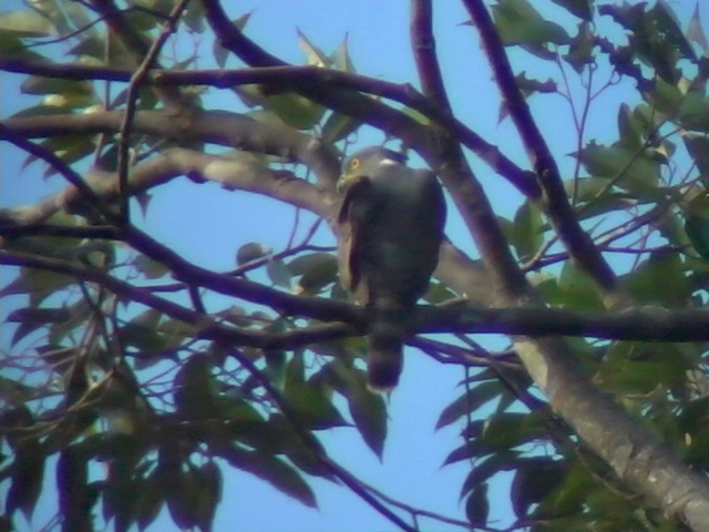 060330 ff  Crested goshawk Picop.JPG