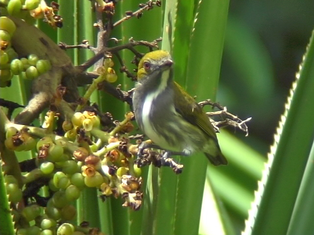 060330 j Olive-backed flowerpecker Picop.JPG