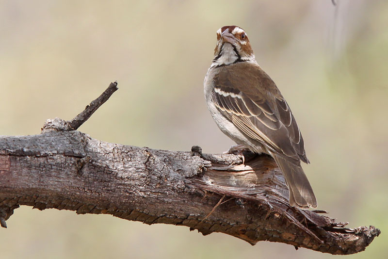Chestnut-crowned sparrow-weaver - (Plocepasser superciliosus)