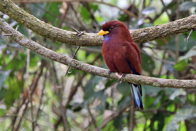 Blue-throated roller  - (Eurystomus gularis)