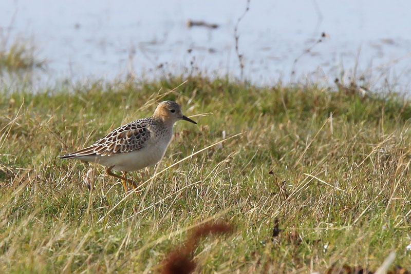 Prrielpare - Buff-breasted sandpiper (Tryngites subrificollis)