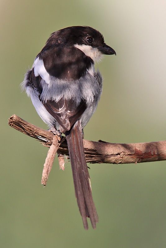 Common fiscal - (Lanius collaris)