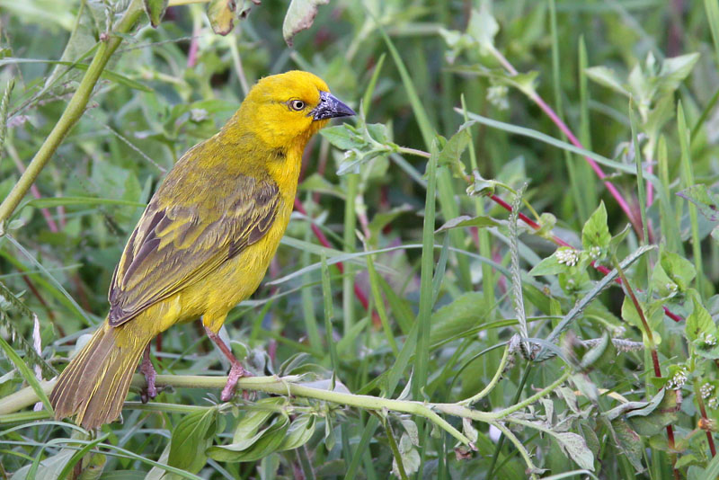 Holubs golden-weaver - (Ploceus xanthops)