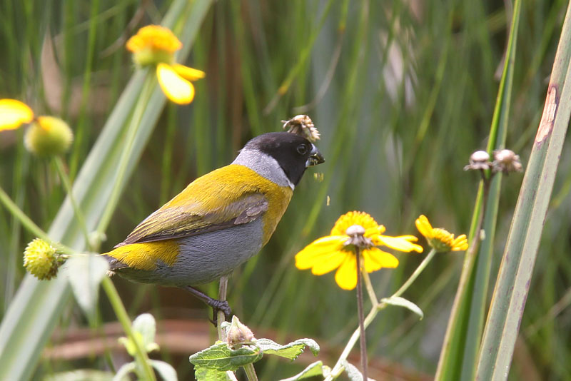White-collared oliveback - (Nesocharis ansorgei)