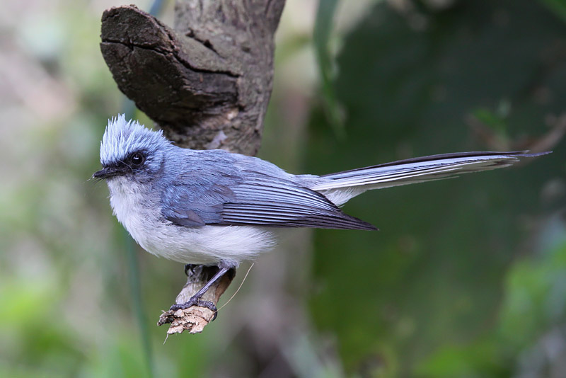 White-tailed blue-flycatcher - (Elminia albicauda)