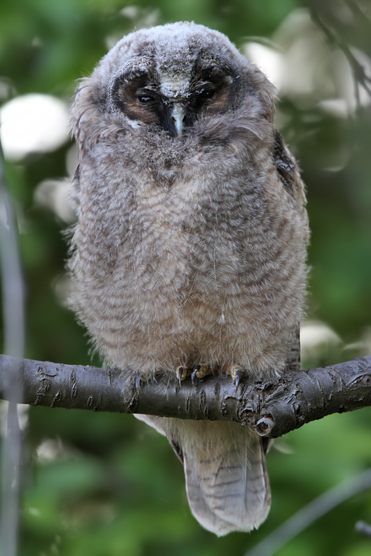 Hornuggla	- Long-eared Owl (Asio otus)