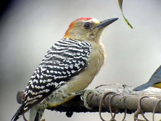 050207 ffff Red-crowned woodpecker Rancho Grande.jpg