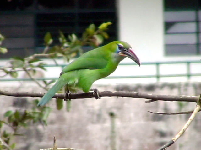 050207 kkkk Groove-billed toucanet Rancho Grande.jpg