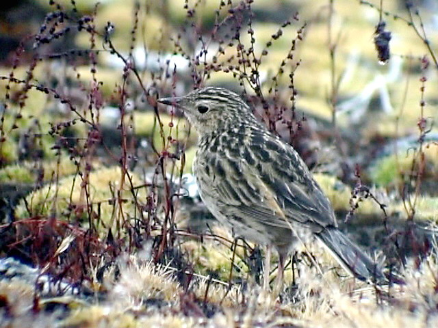 050212 f Pramo pipit Pico del Aguila.jpg